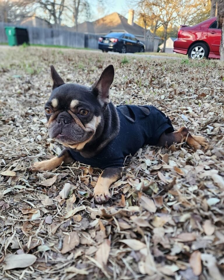 Black puppy laying down