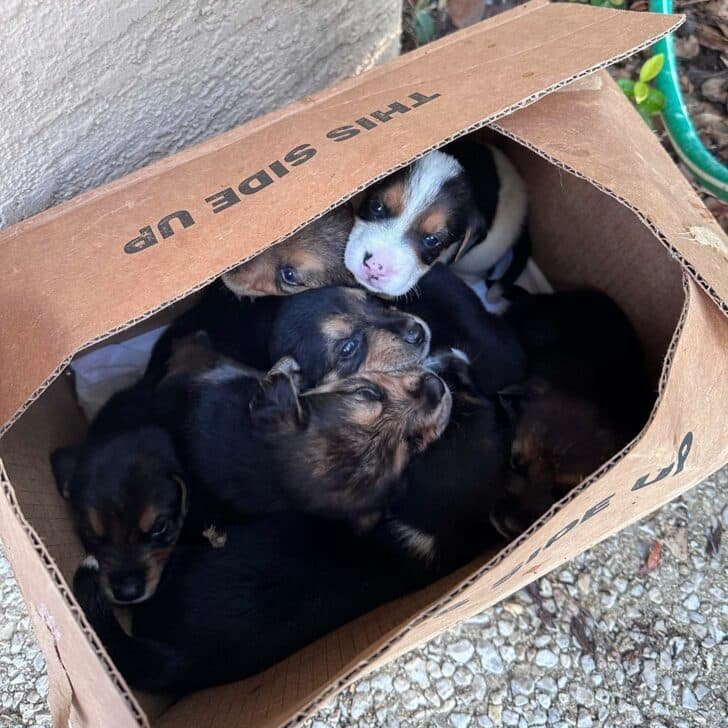 Many puppies in a box