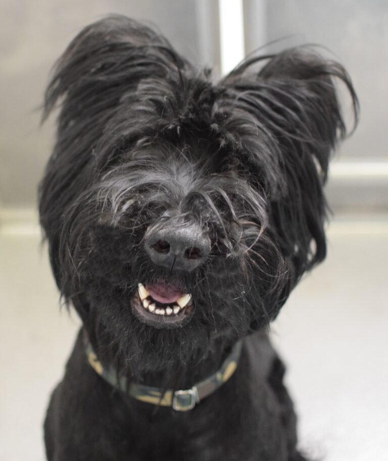Happy black dog