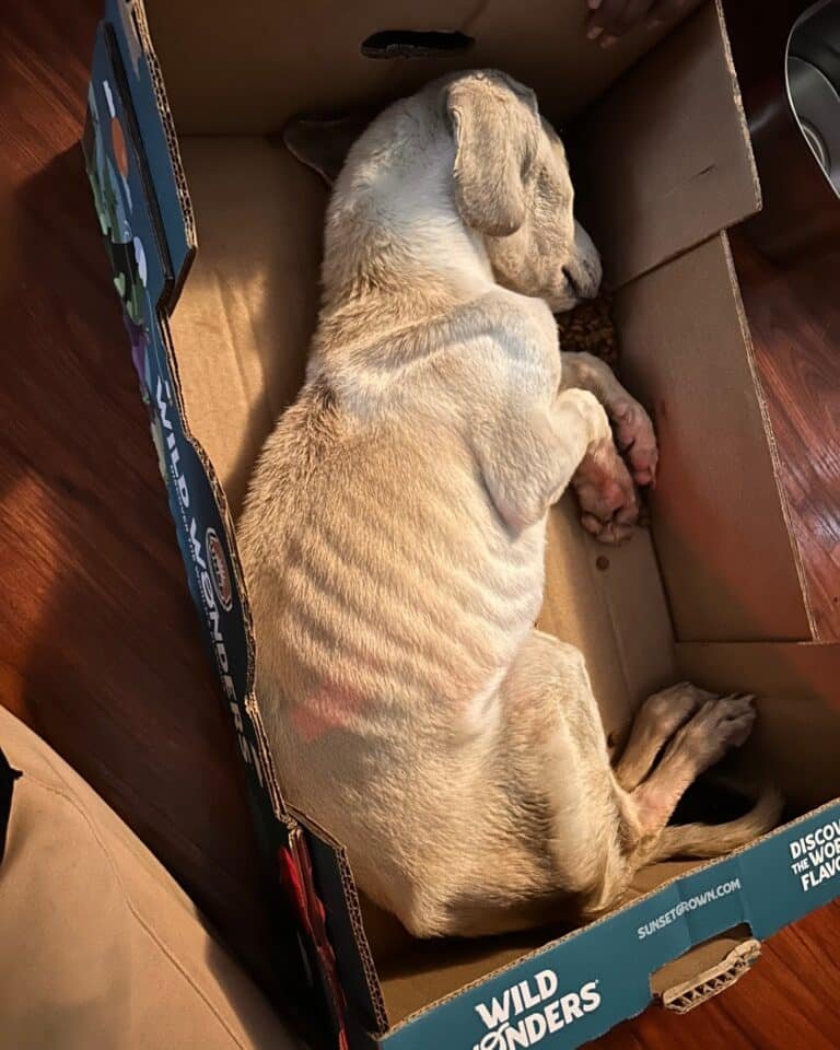 Skinny dog