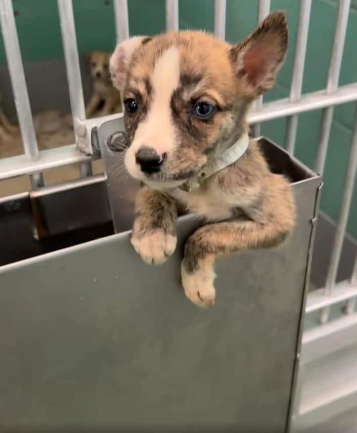 Small puppy