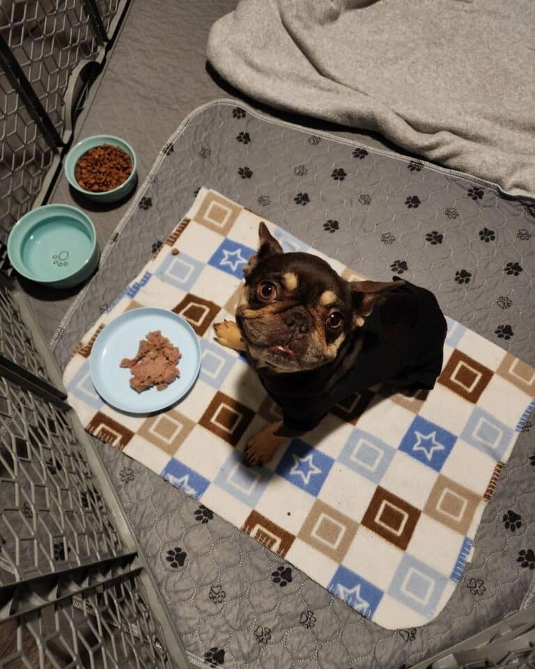 Sweet brown dog