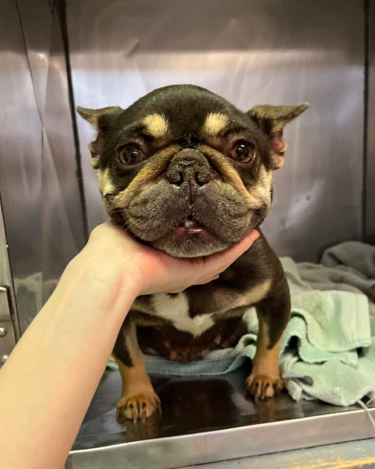 Sweet dog