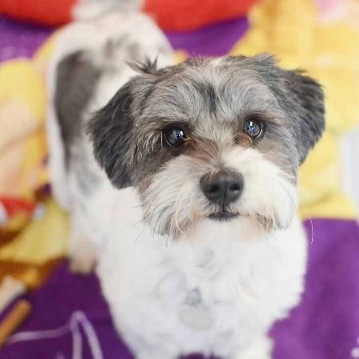 Sweet tiny dog