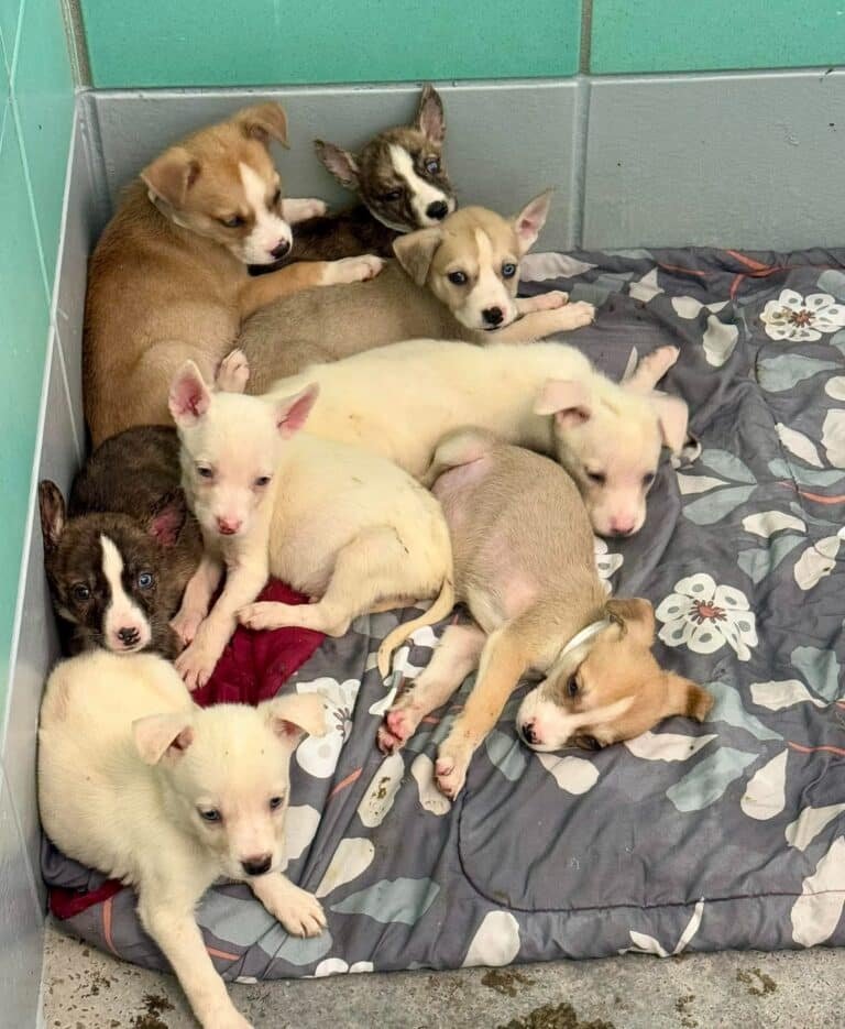 Tiny puppies